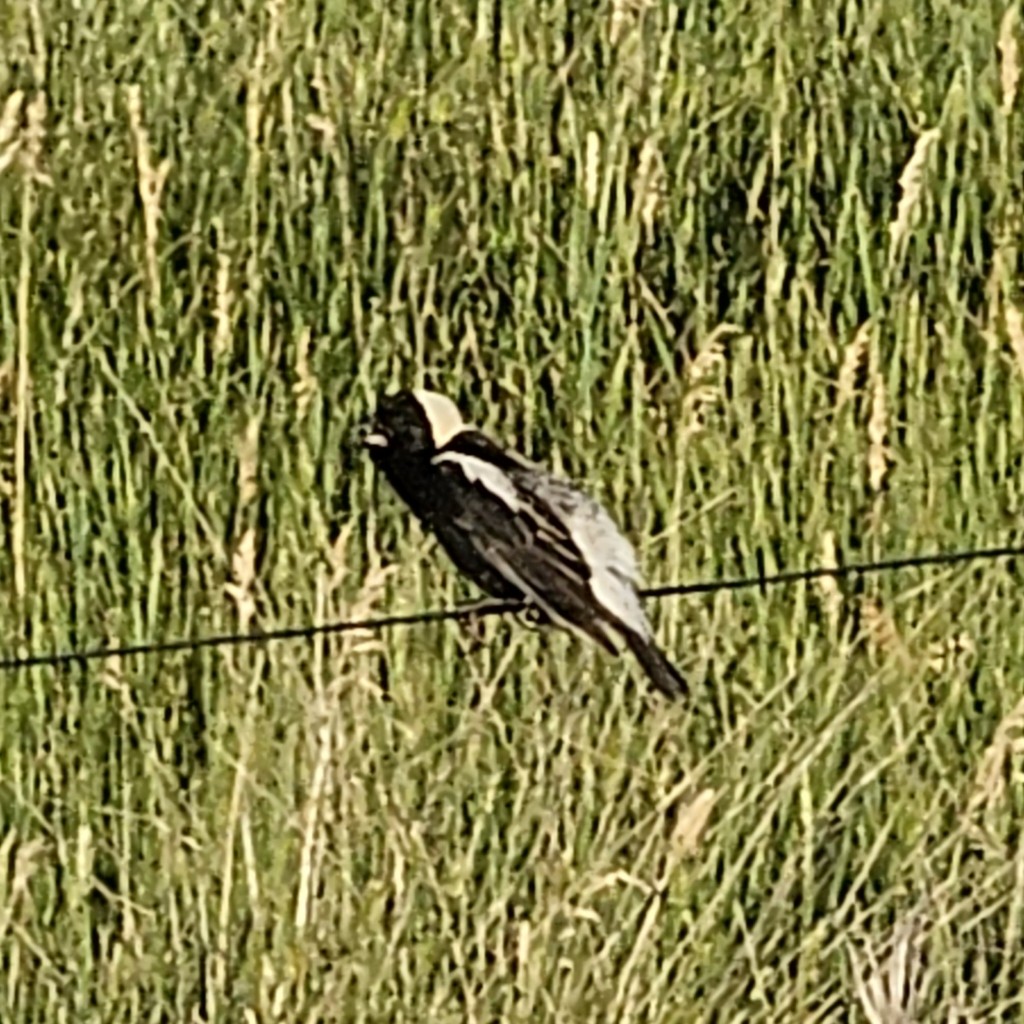 Bobolink - ML644446460