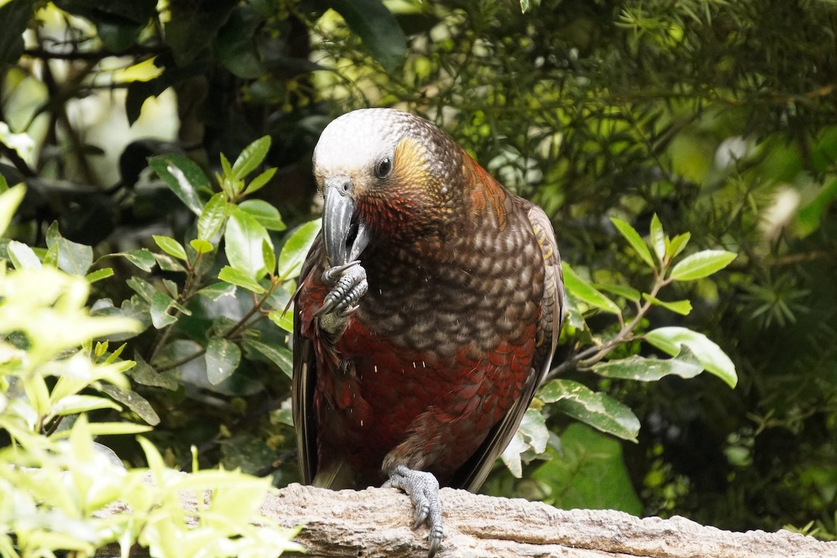 New Zealand Kaka - ML644446461