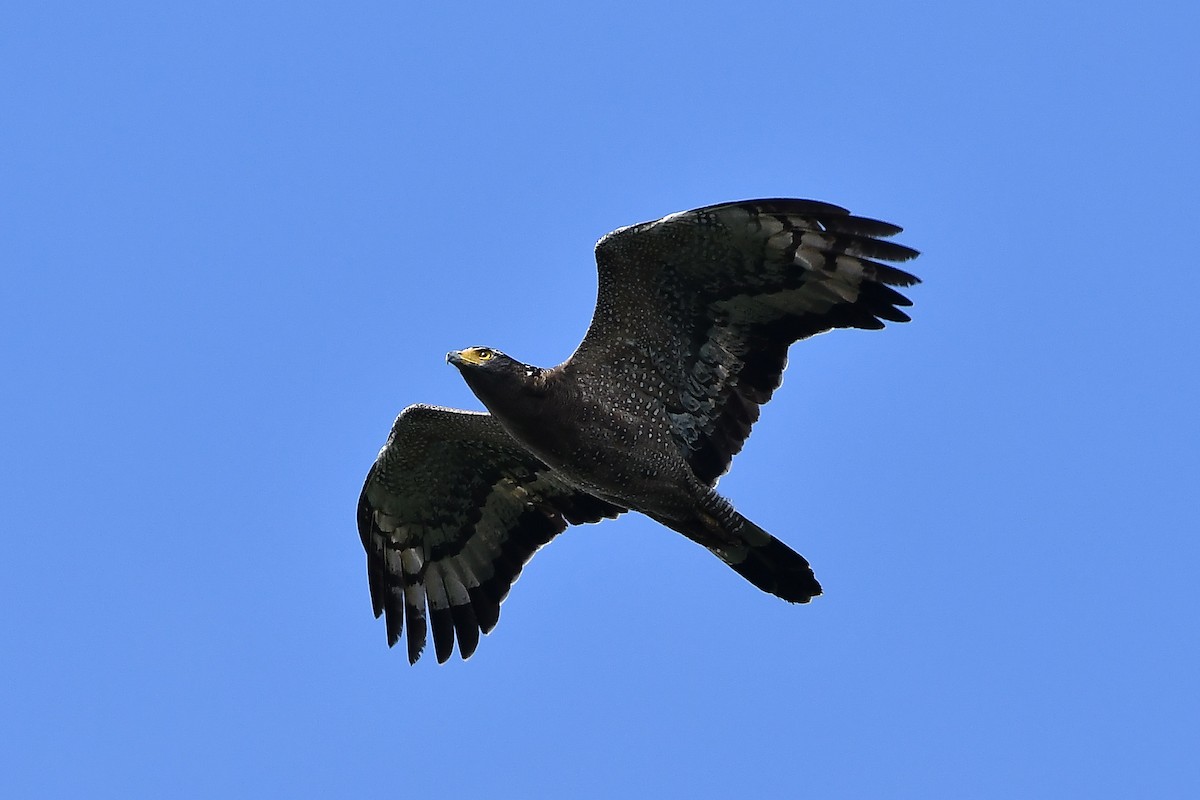 Crested Serpent-Eagle - ML644446462