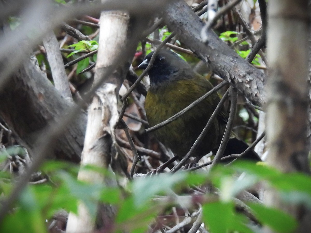 Large-footed Finch - ML644446471