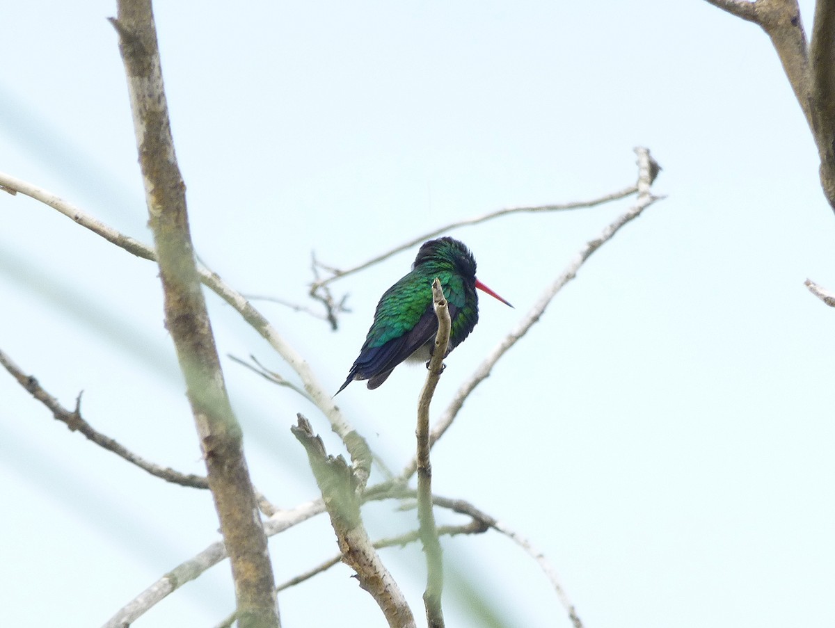 Glittering-bellied Emerald - ML644446477