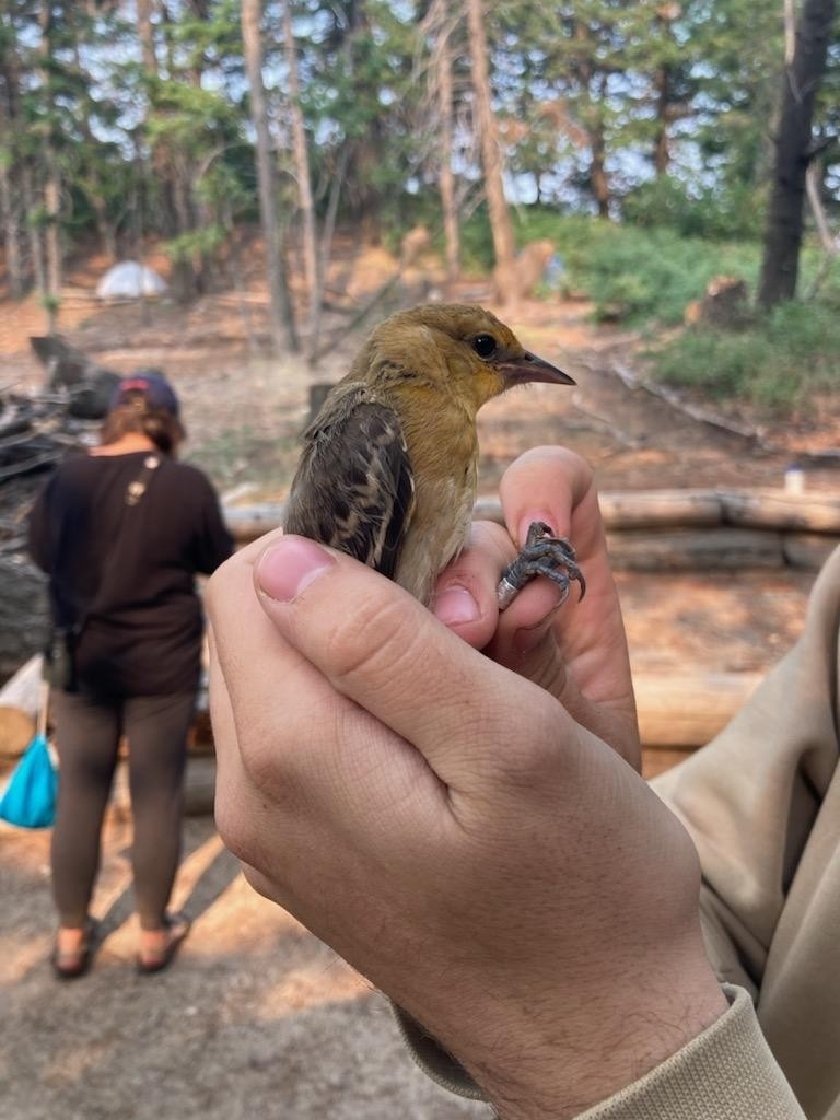 Bullock's Oriole - ML644446479