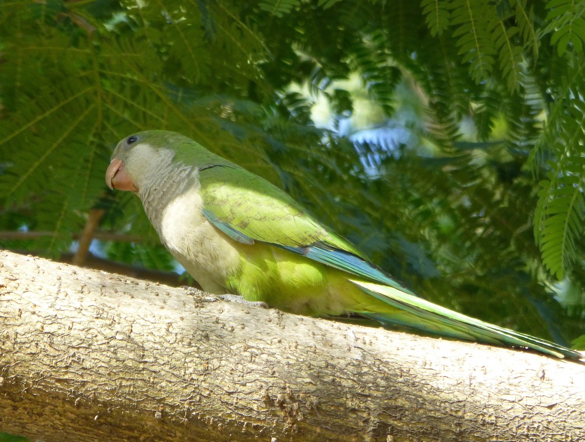 Monk Parakeet - ML644446482