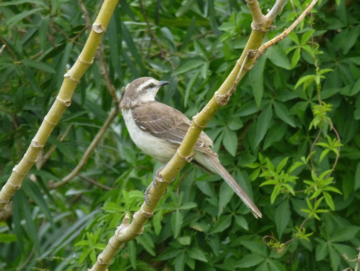 Chalk-browed Mockingbird - ML644446483