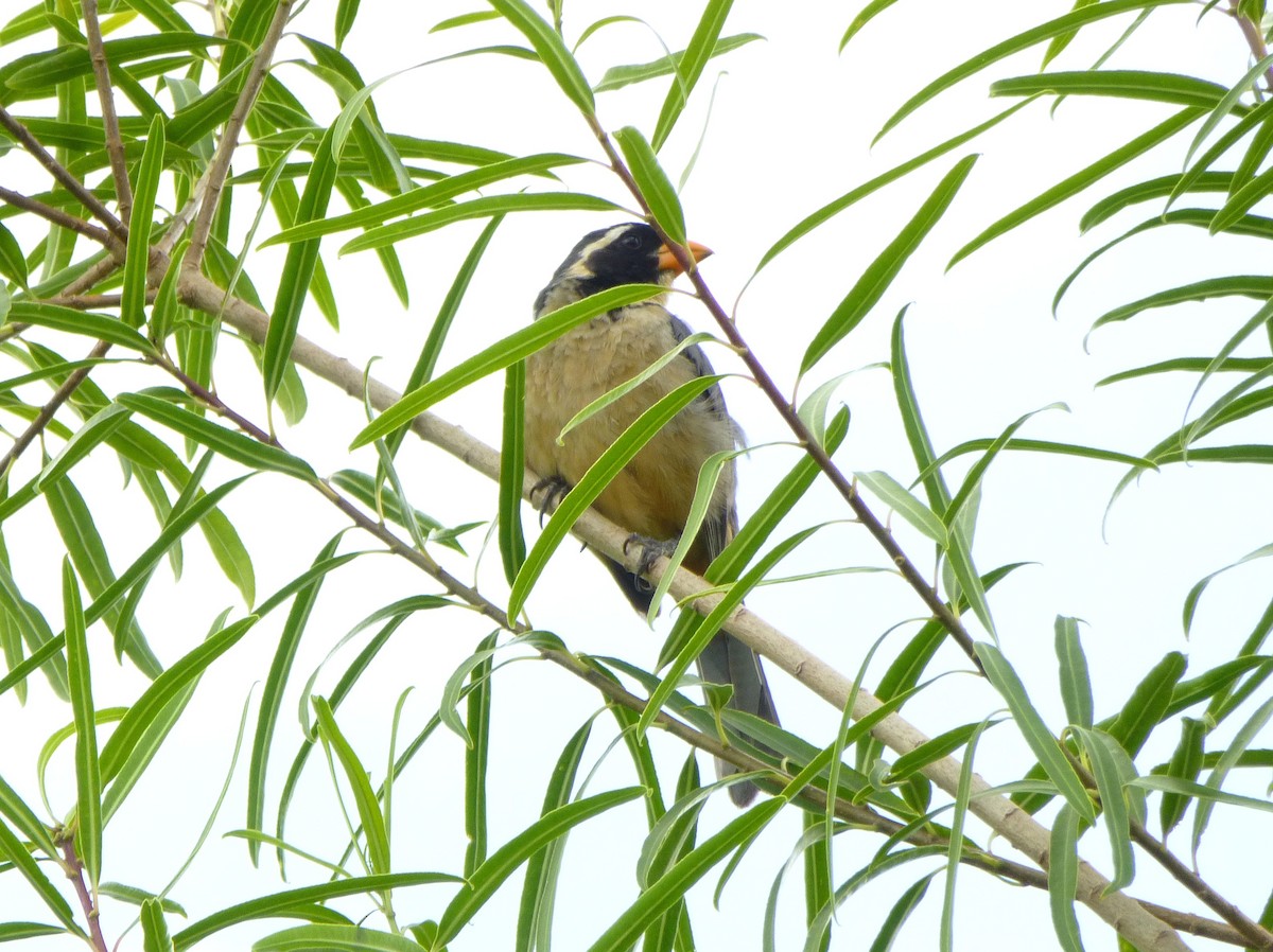 Golden-billed Saltator - ML644446484