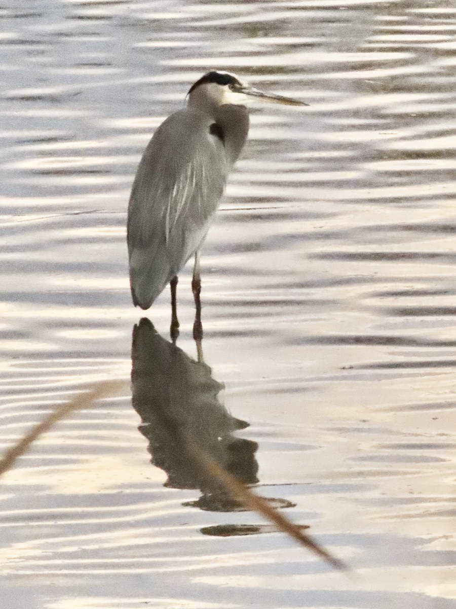 herodiashegre - ML644446490