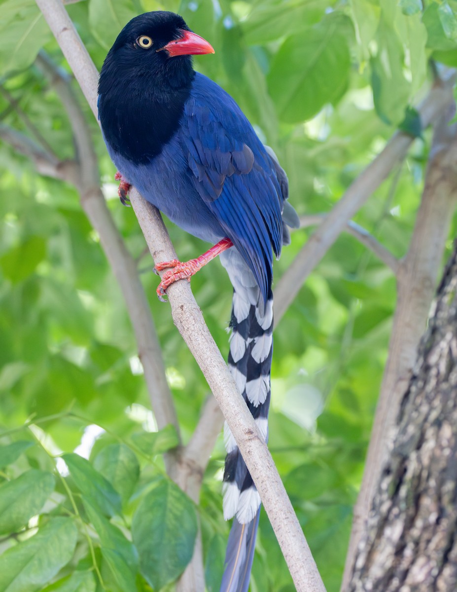 Taiwan Blue-Magpie - ML644446494