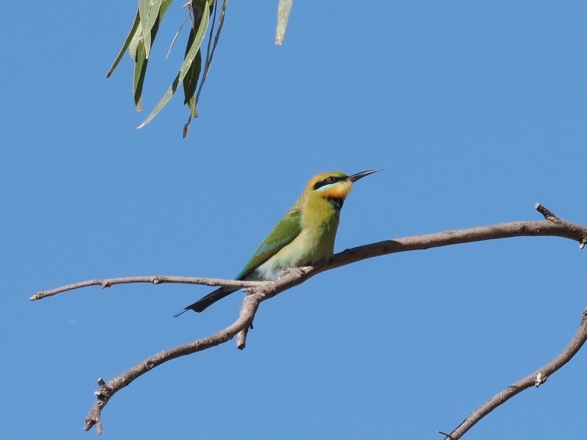 Радужная щурка - ML644446501