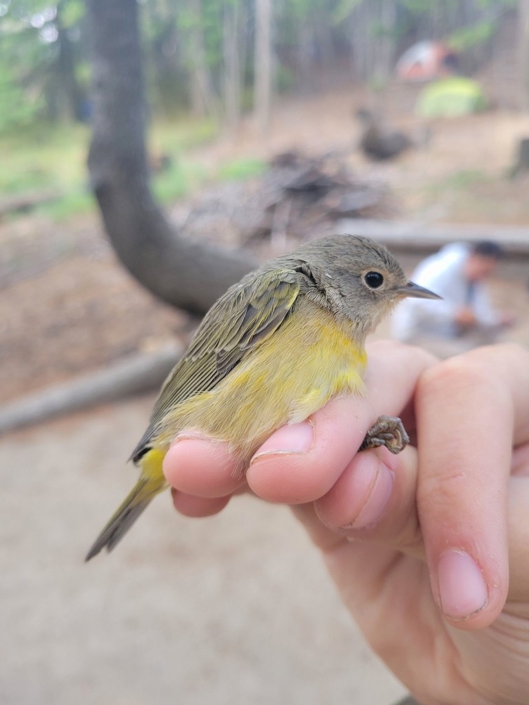 Nashville Warbler - ML644446503