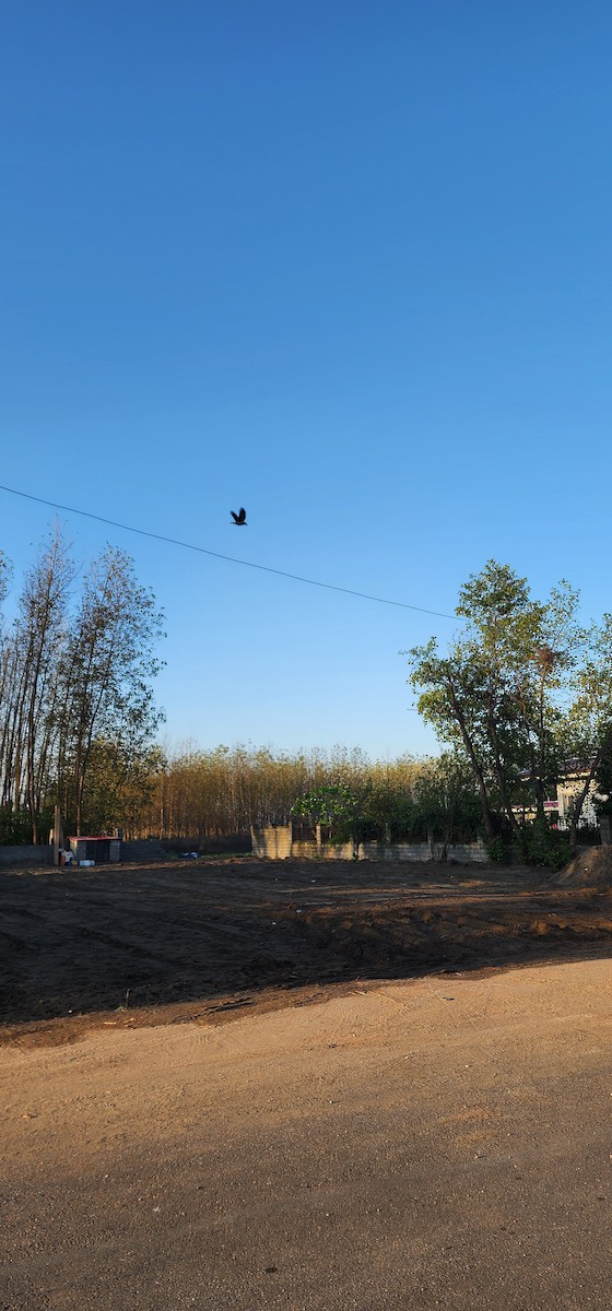 Саарал хэрээ - ML644446509