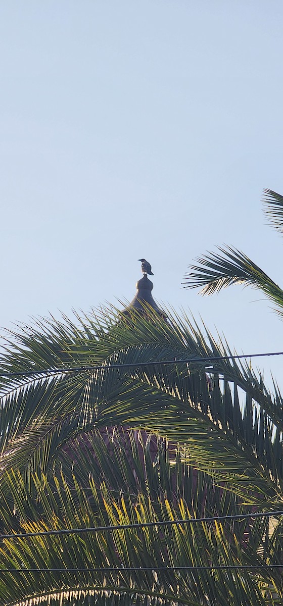 Саарал хэрээ - ML644446510