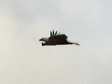 hvithodehavørn - ML644446513