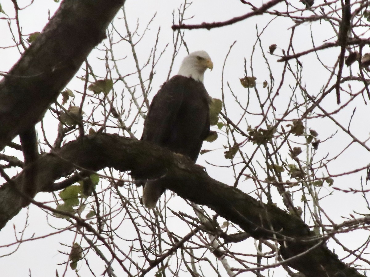 hvithodehavørn - ML644446522