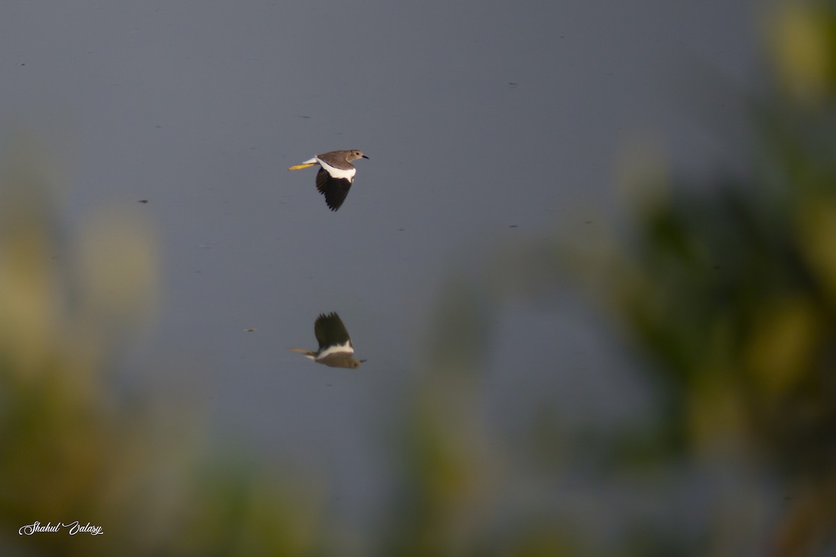White-tailed Lapwing - ML644446524