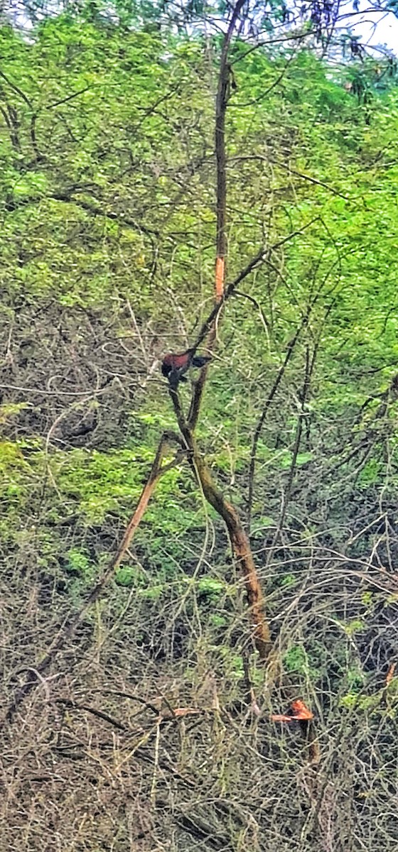 Greater Coucal - ML644446525