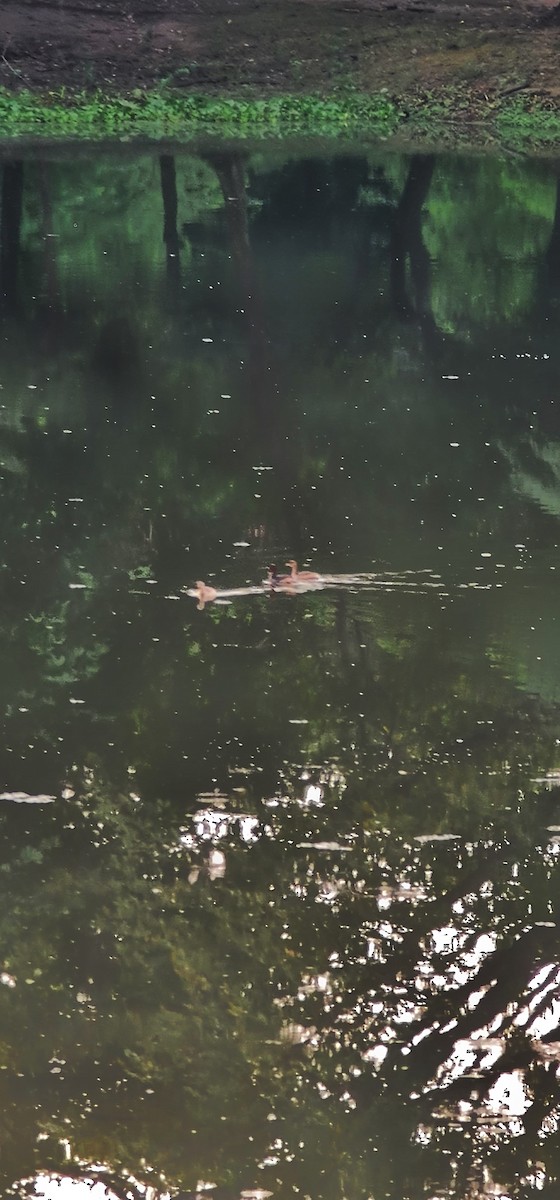 Хурган шунгуур - ML644446536