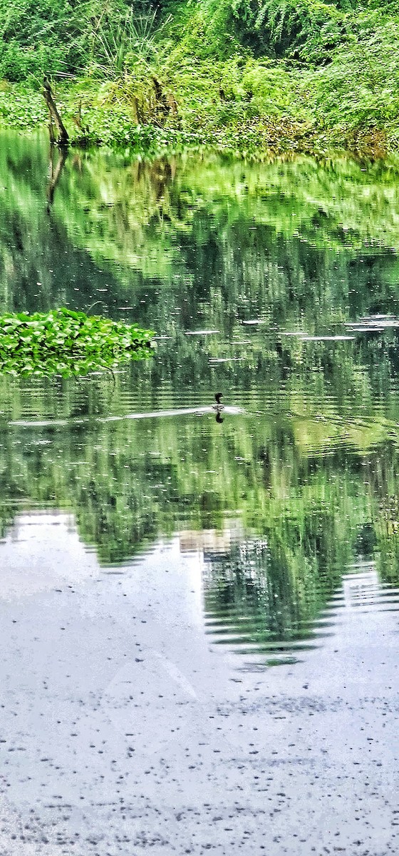 Хурган шунгуур - ML644446537