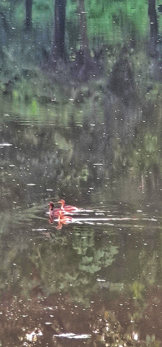 Хурган шунгуур - ML644446538