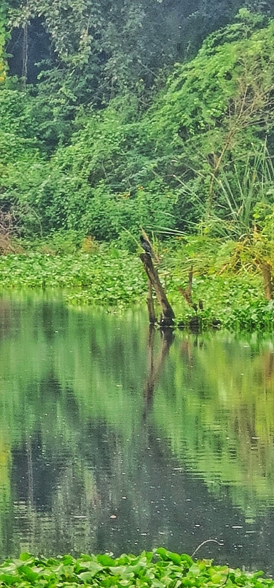 orientdvergskarv - ML644446540