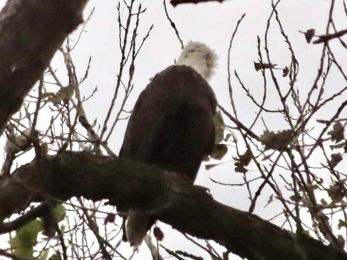 hvithodehavørn - ML644446545