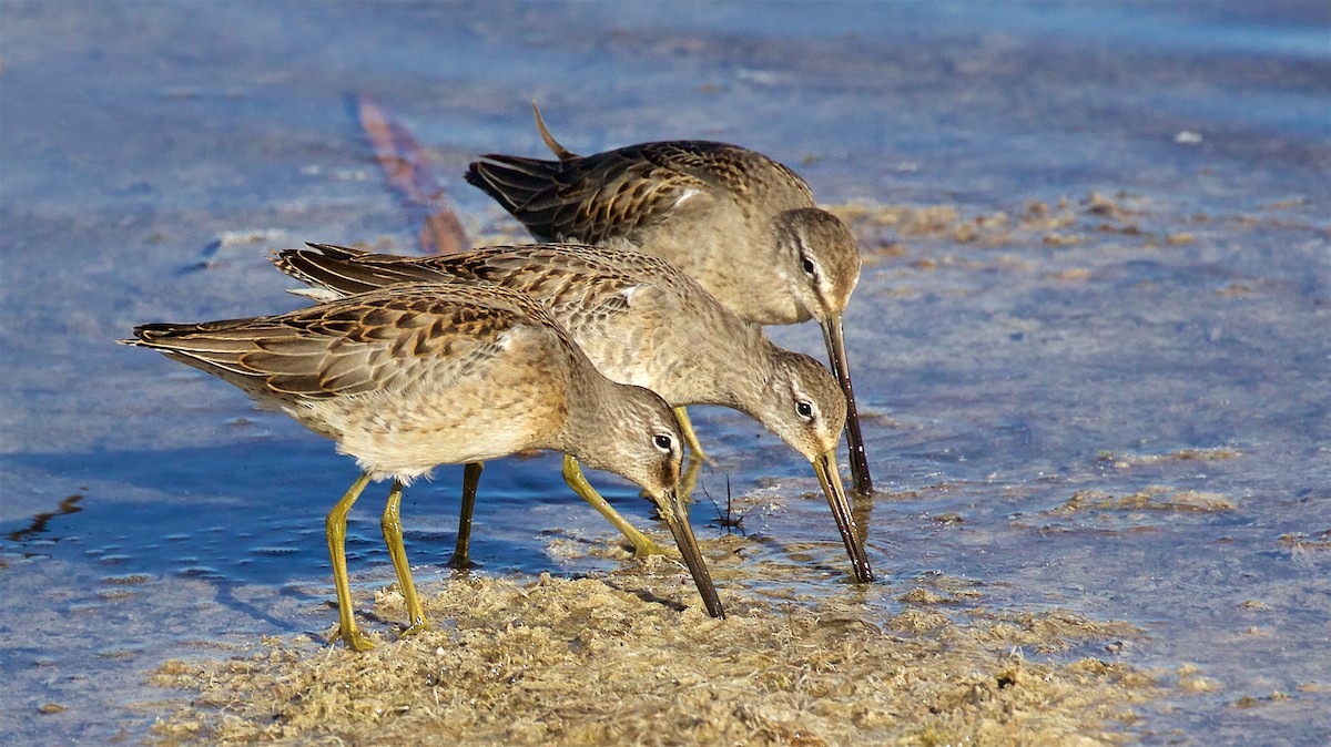 Хараалжин цууцил - ML644446546