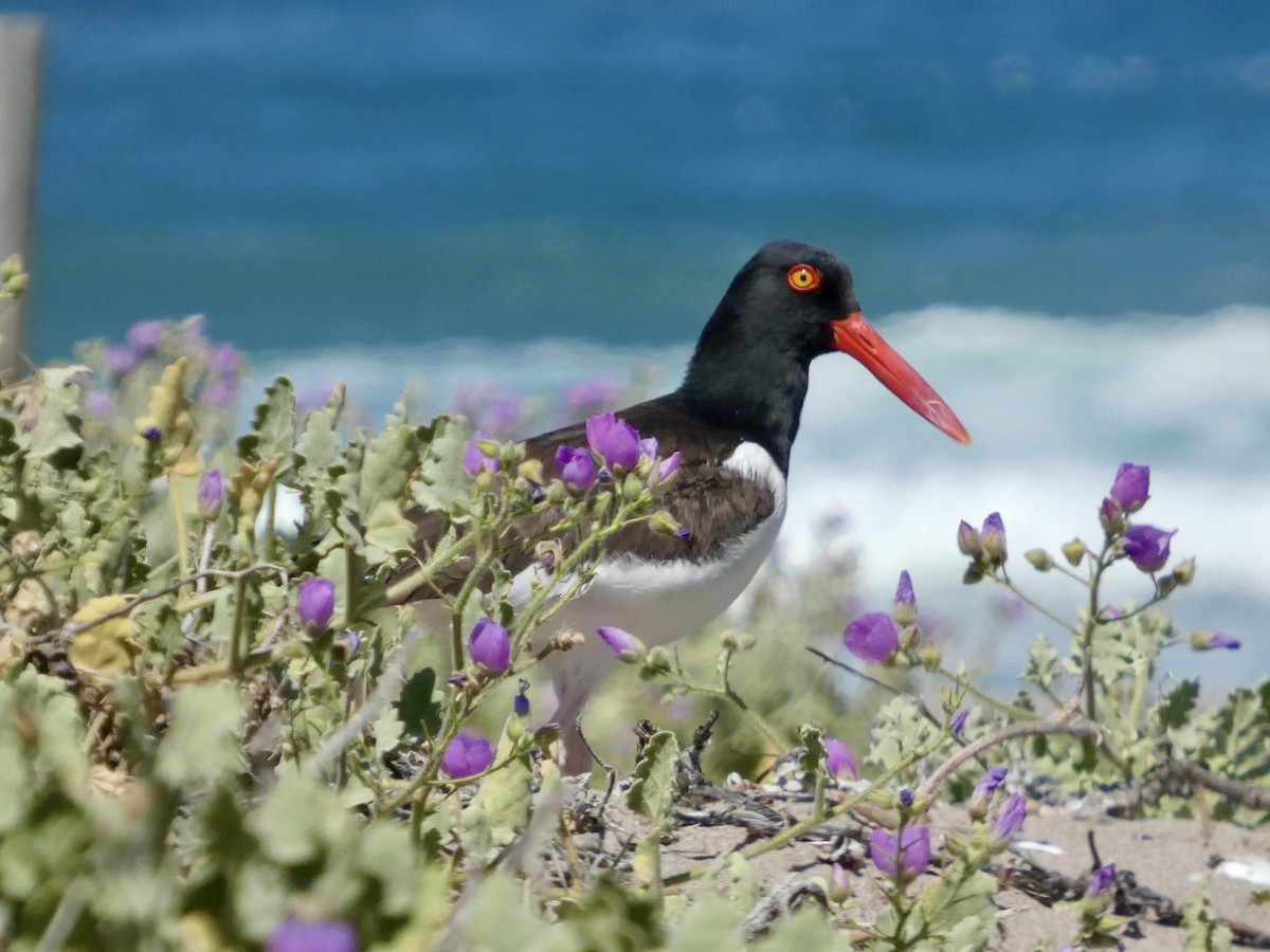 Ostrero Pío Americano - ML644446547