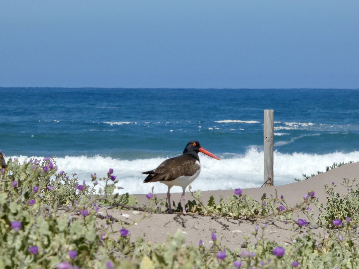 Ostrero Pío Americano - ML644446548