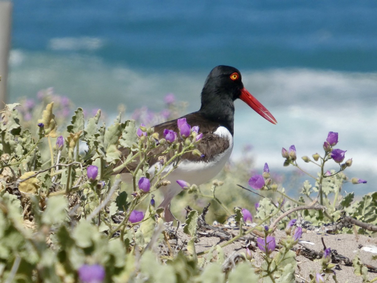 Ostrero Pío Americano - ML644446549