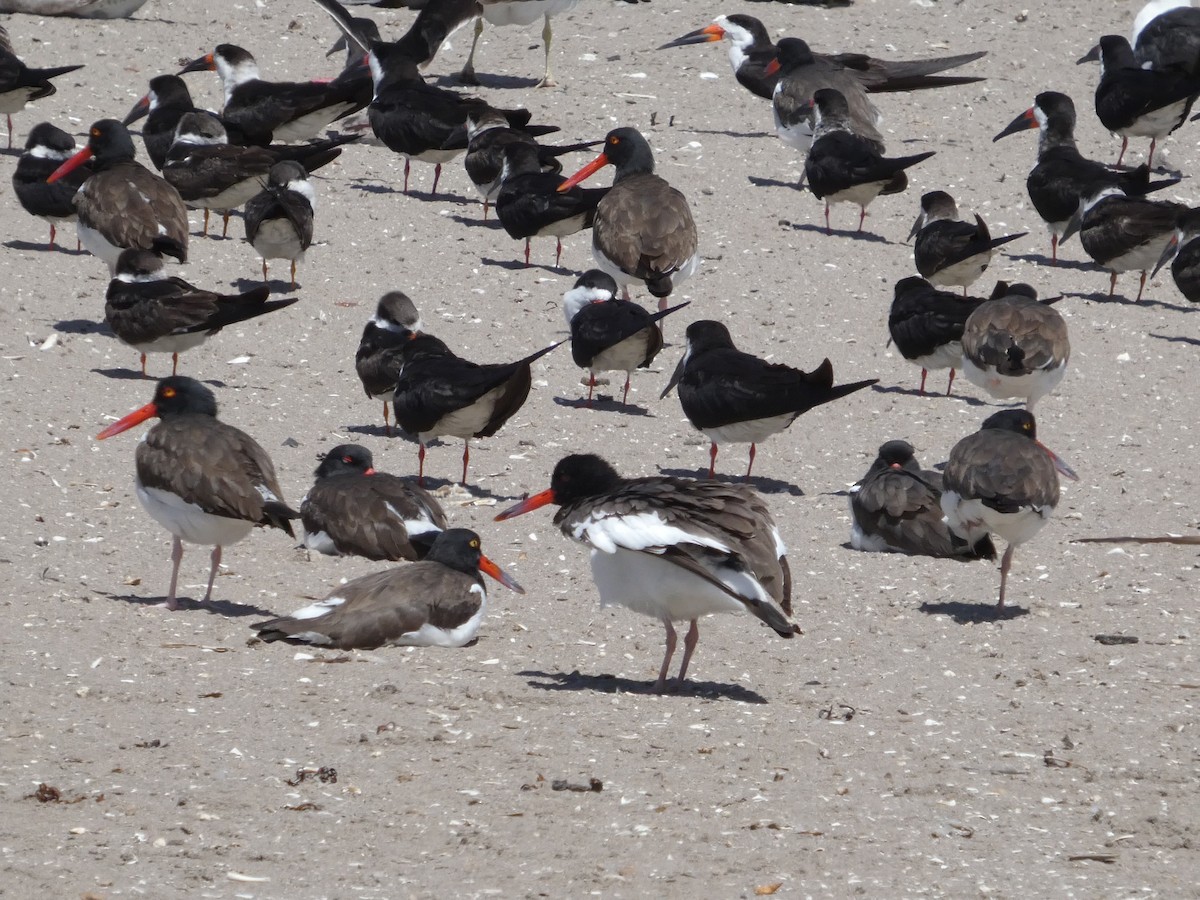 Ostrero Pío Americano - ML644446550