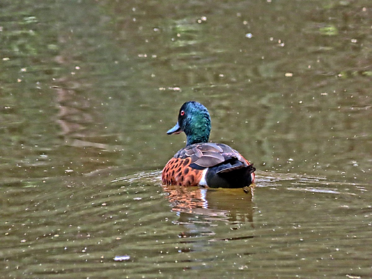 Chestnut Teal - ML644446555