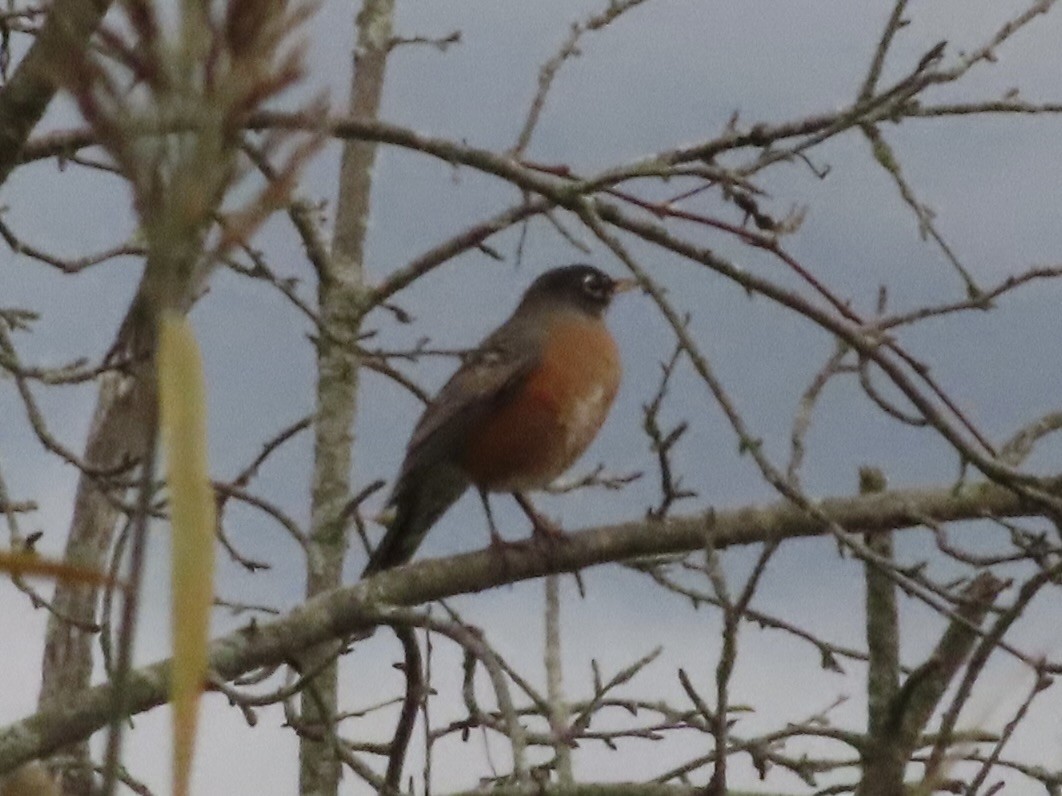 American Robin - ML644446559