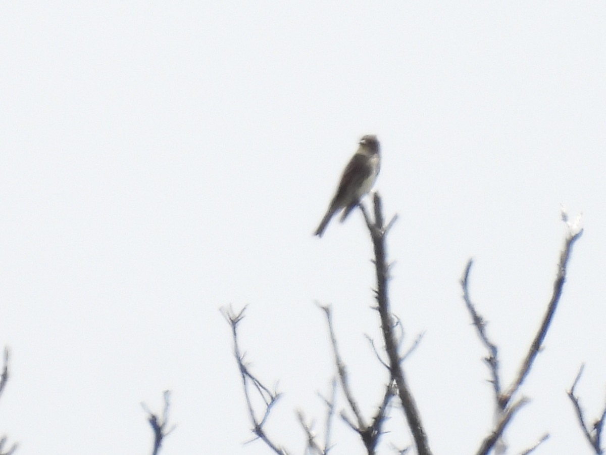 Olive-sided Flycatcher - ML644446567