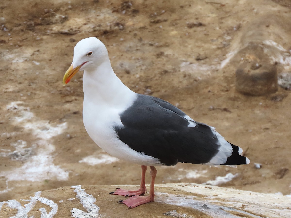 Western Gull - ML644446568