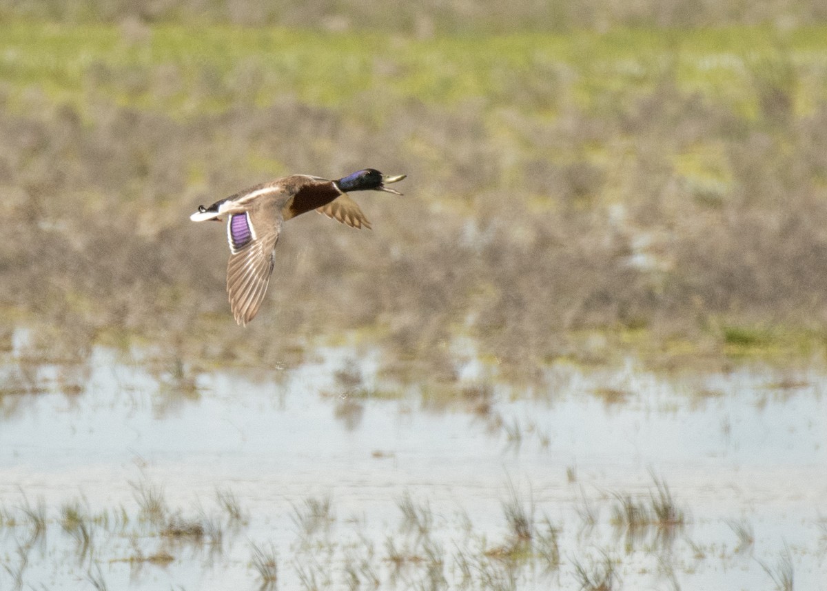 Mallard - ML644446569