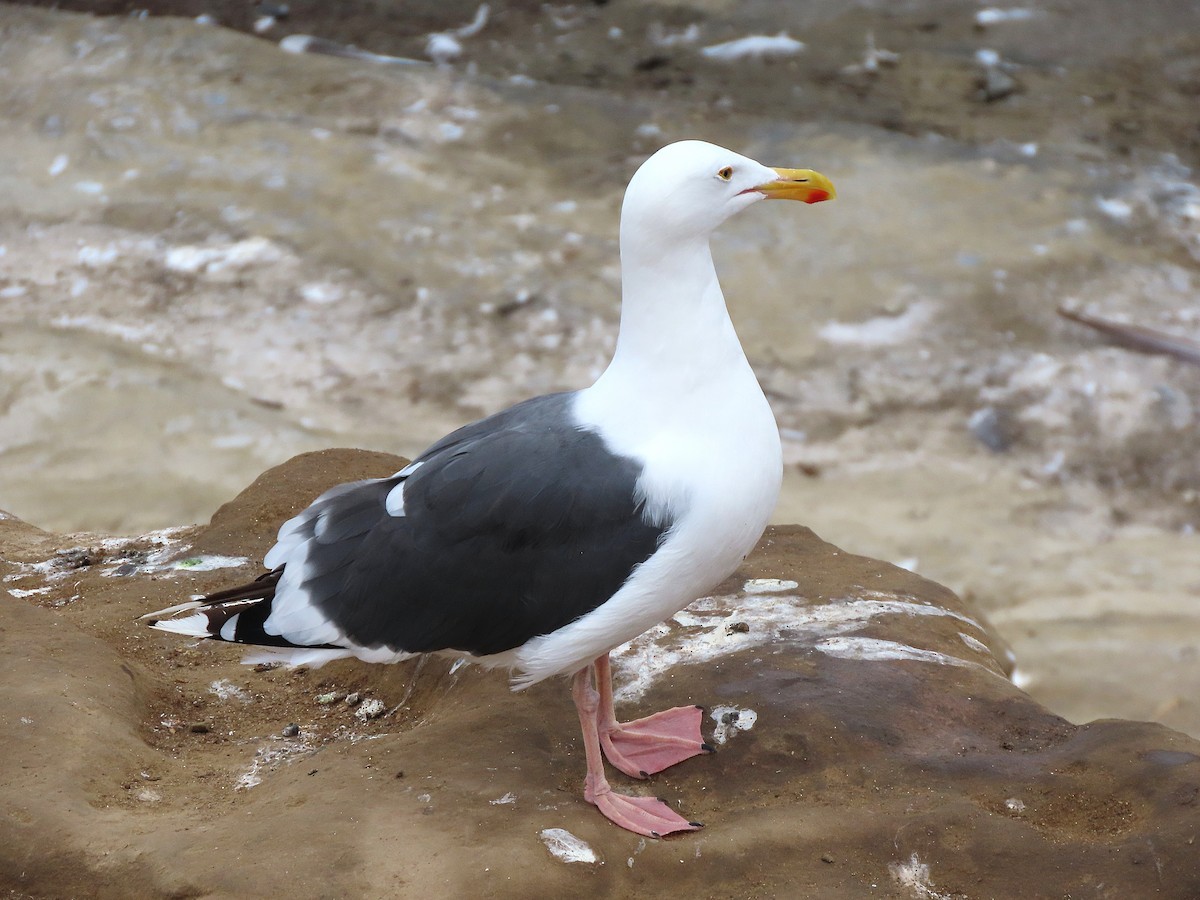 Western Gull - ML644446570