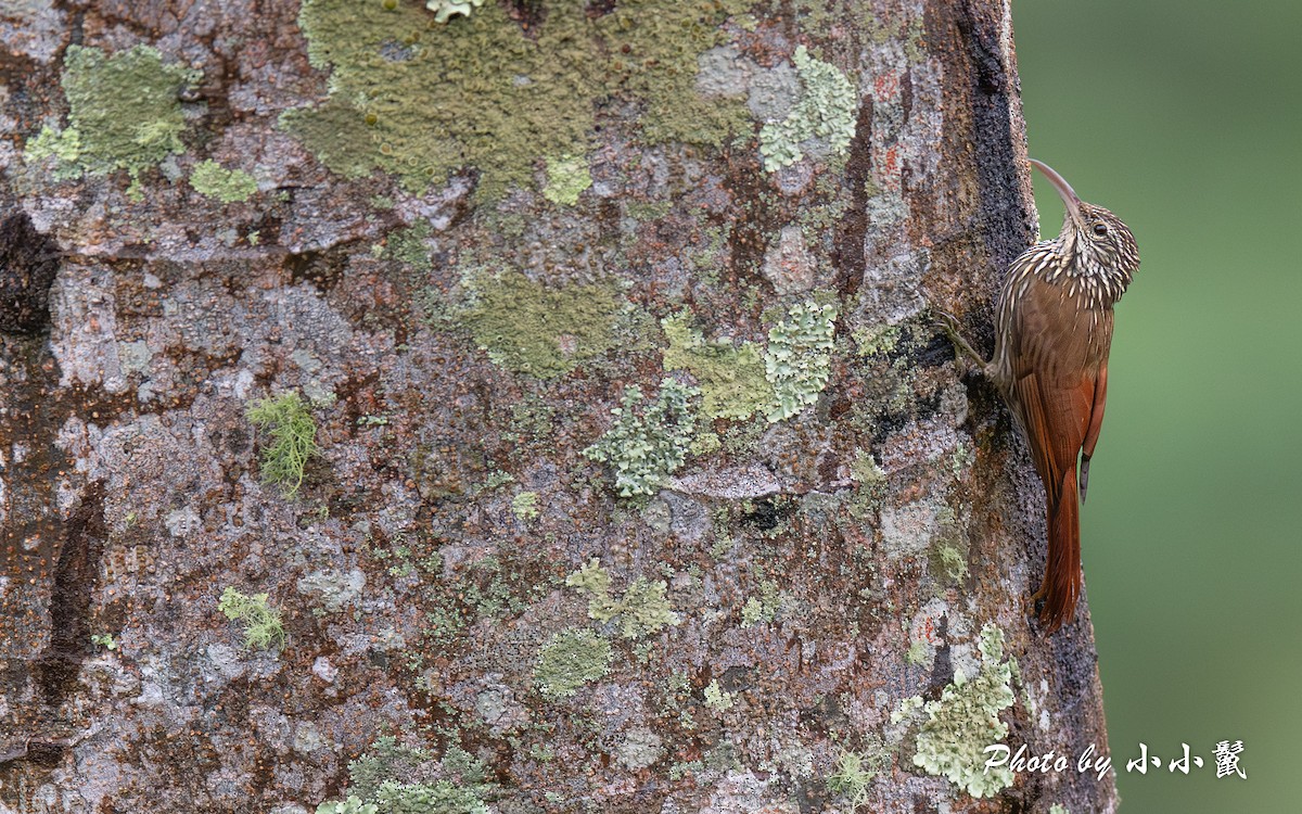 Streak-headed Woodcreeper - ML644446574