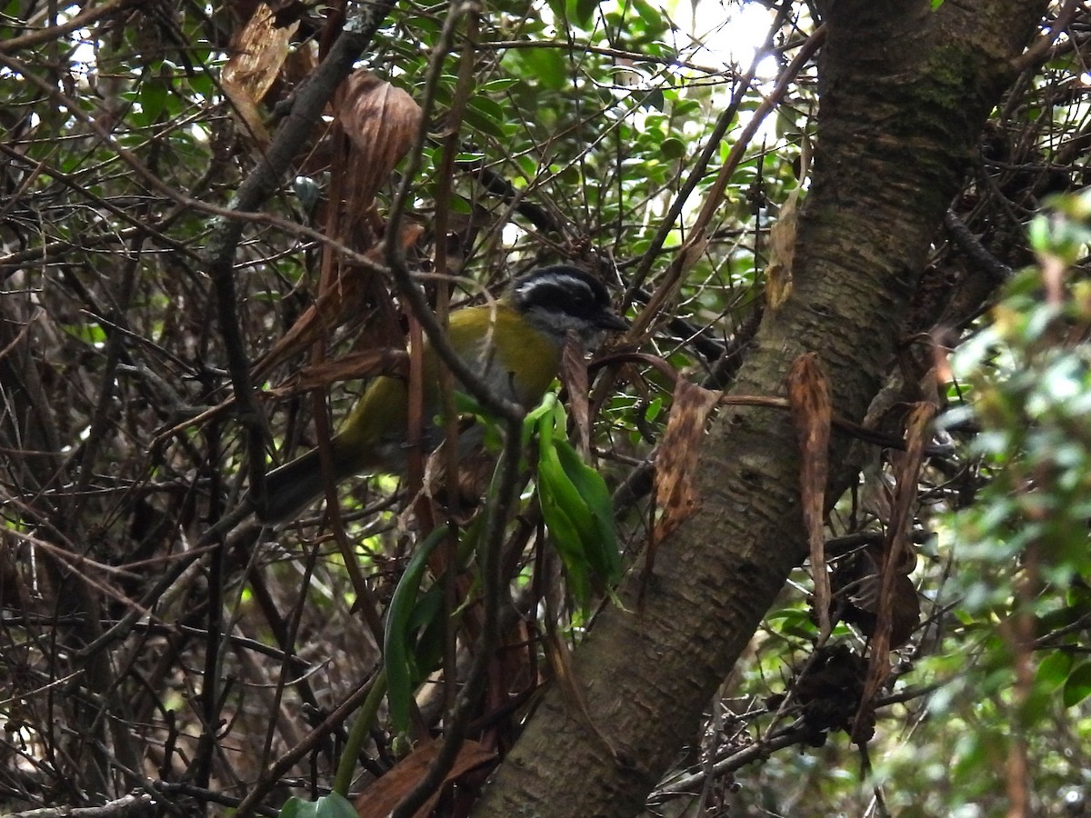 Sooty-capped Chlorospingus - ML644446576