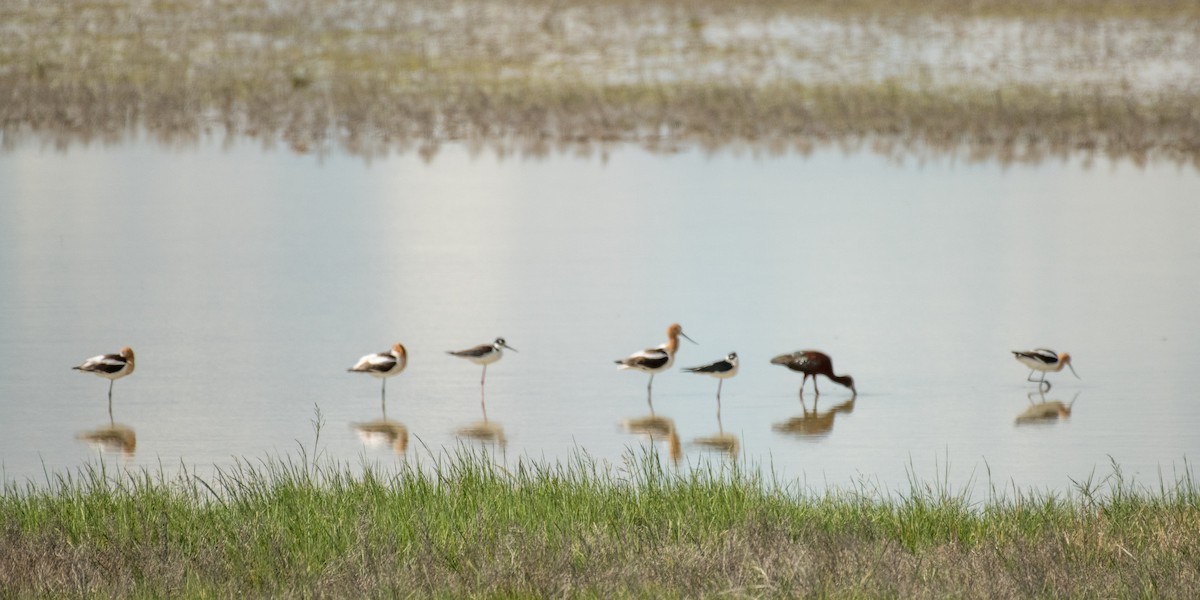 American Avocet - ML644446584