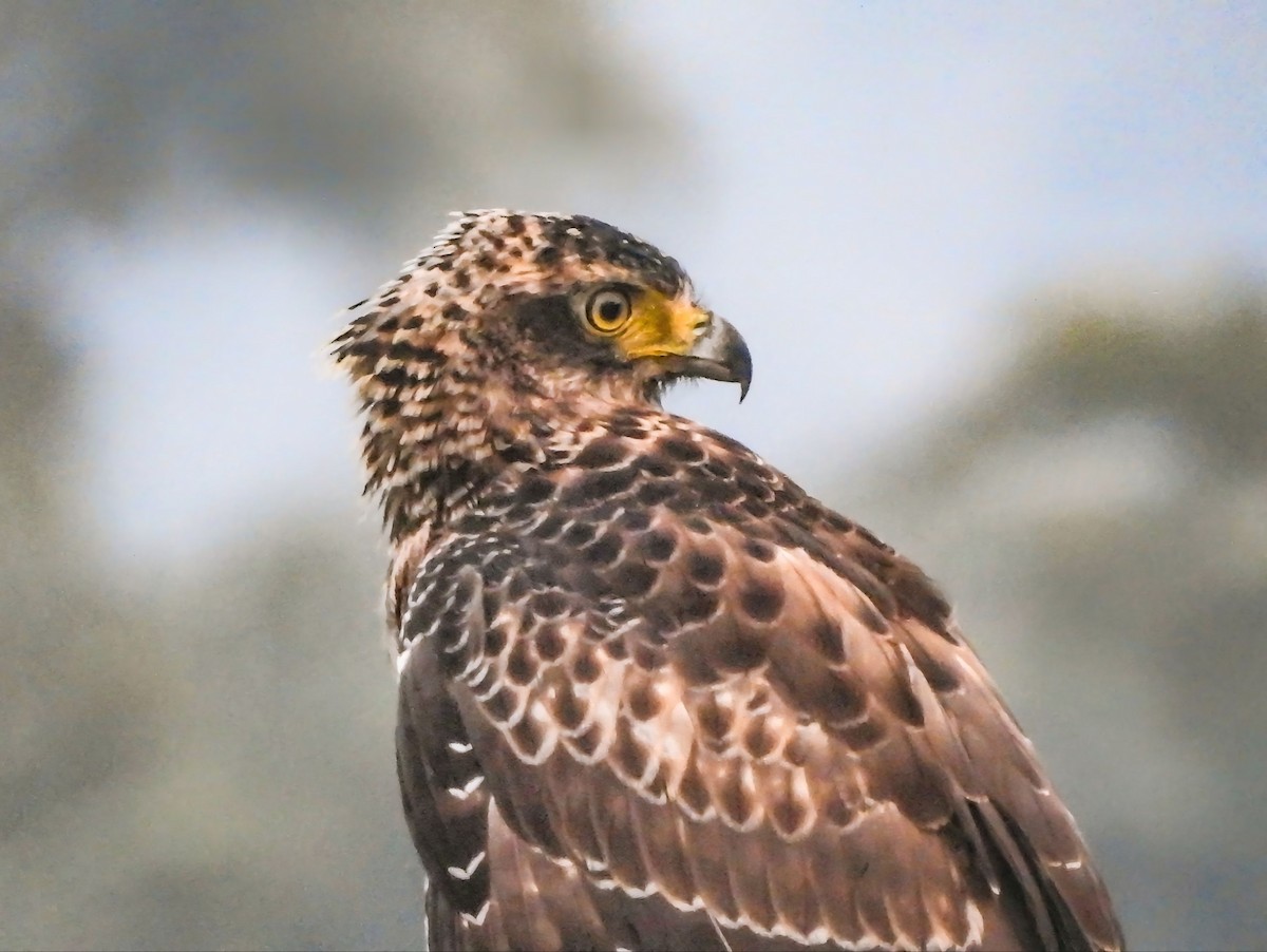 Crested Serpent-Eagle - ML644446589