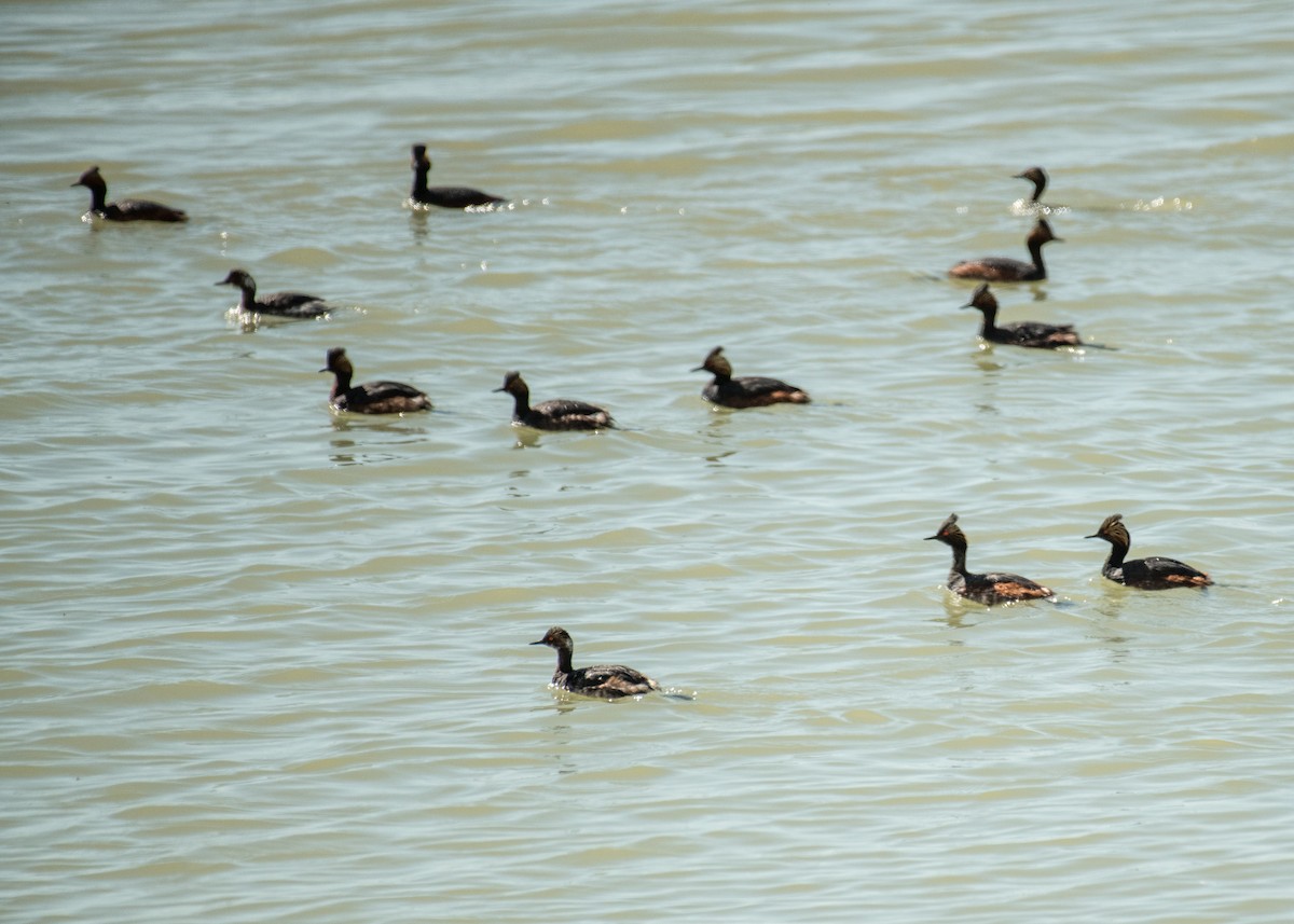 Eared Grebe - ML644446592