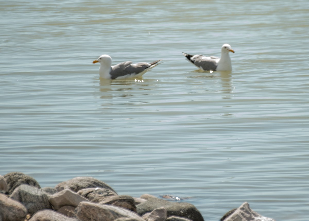 California Gull - ML644446593