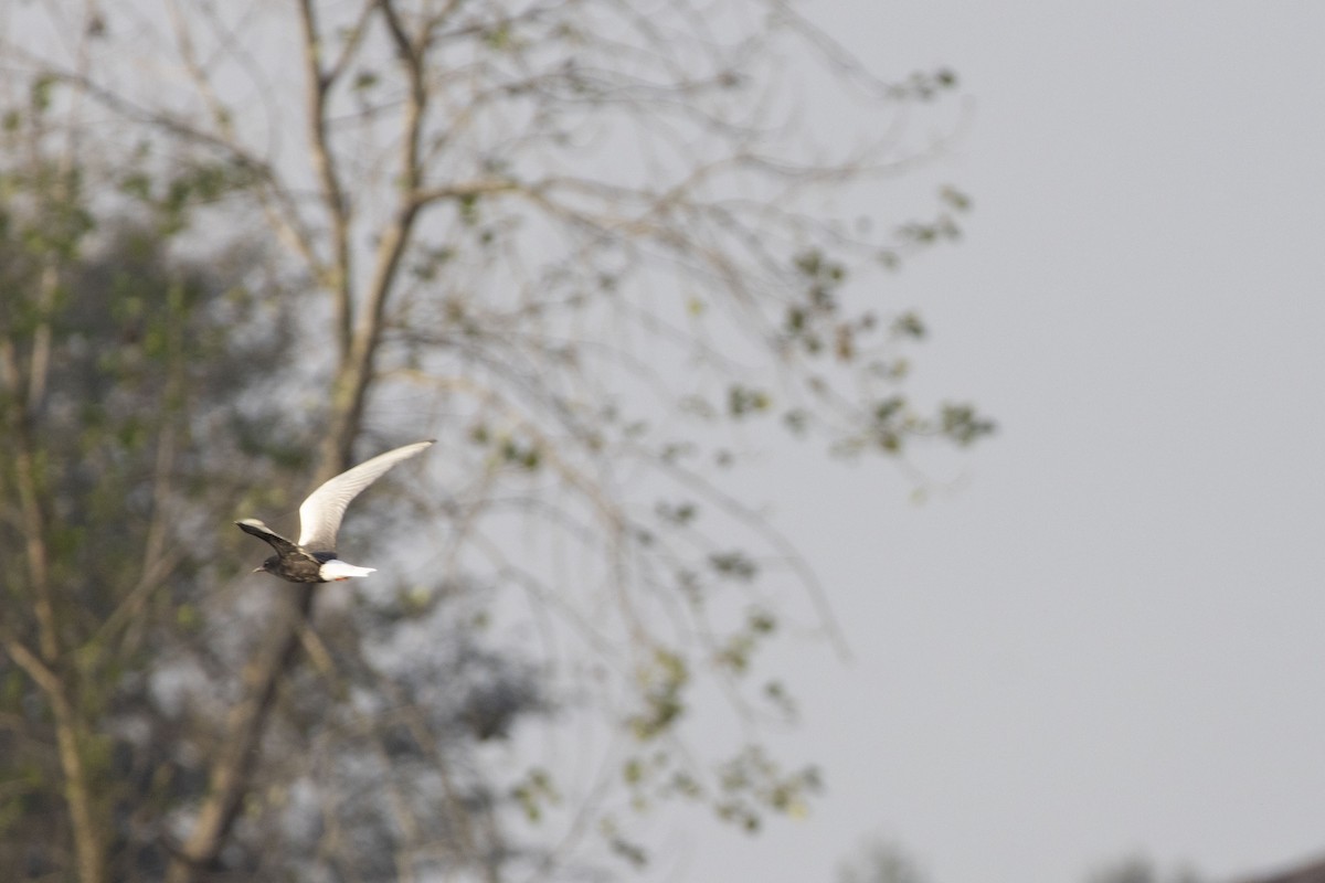 hvitvingesvartterne - ML644446594