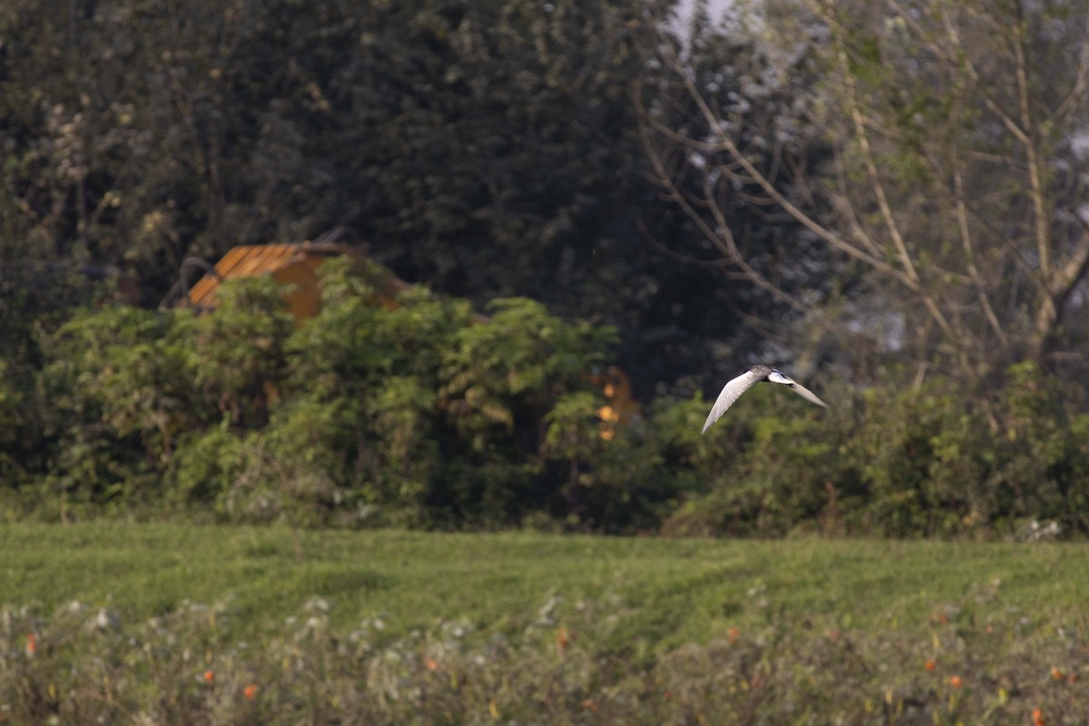 hvitvingesvartterne - ML644446595