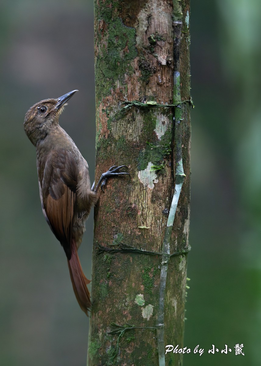 Tawny-winged Woodcreeper - ML644446596