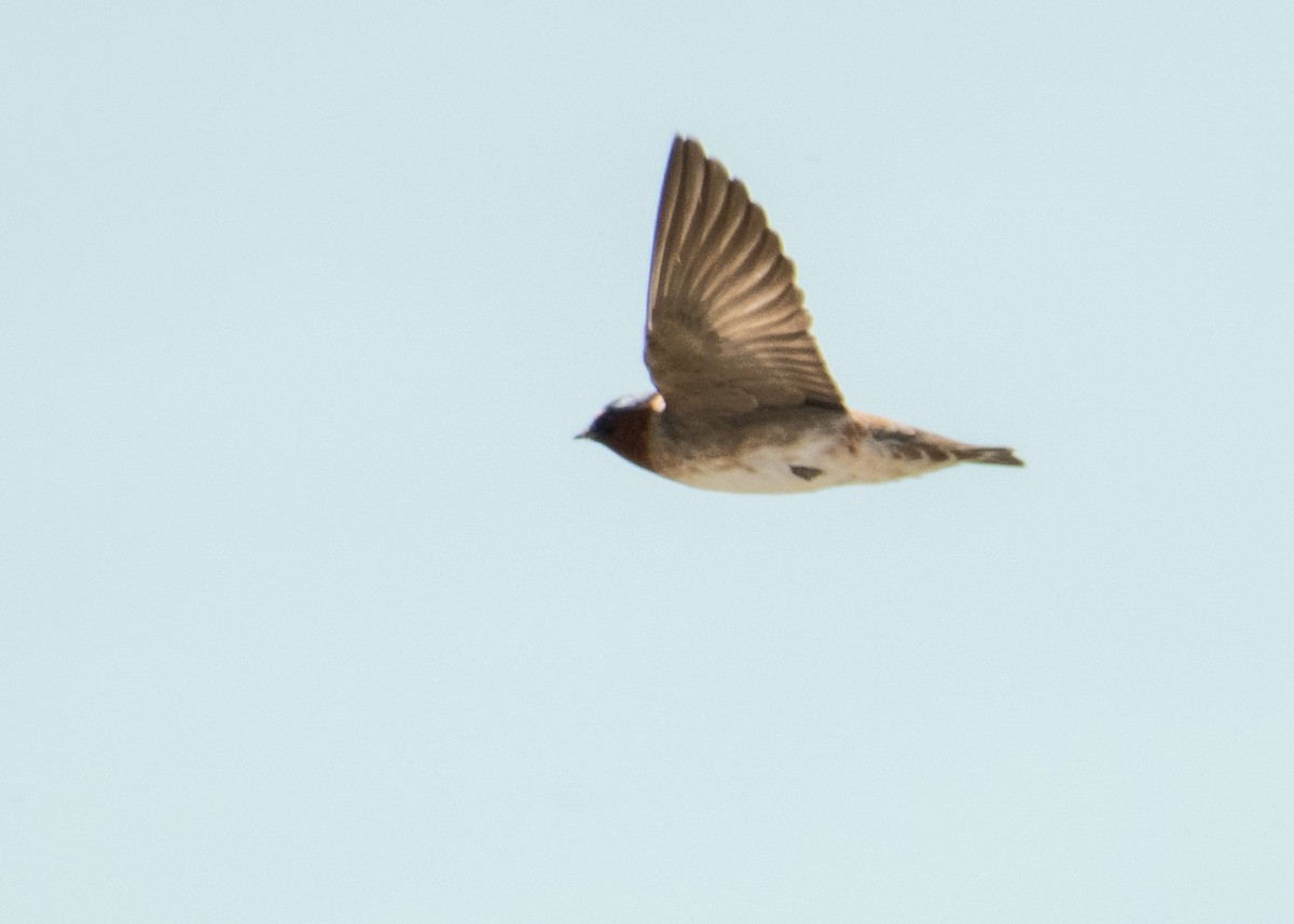 Cliff Swallow - ML644446597