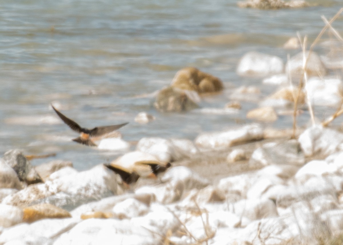 Cliff Swallow - ML644446598
