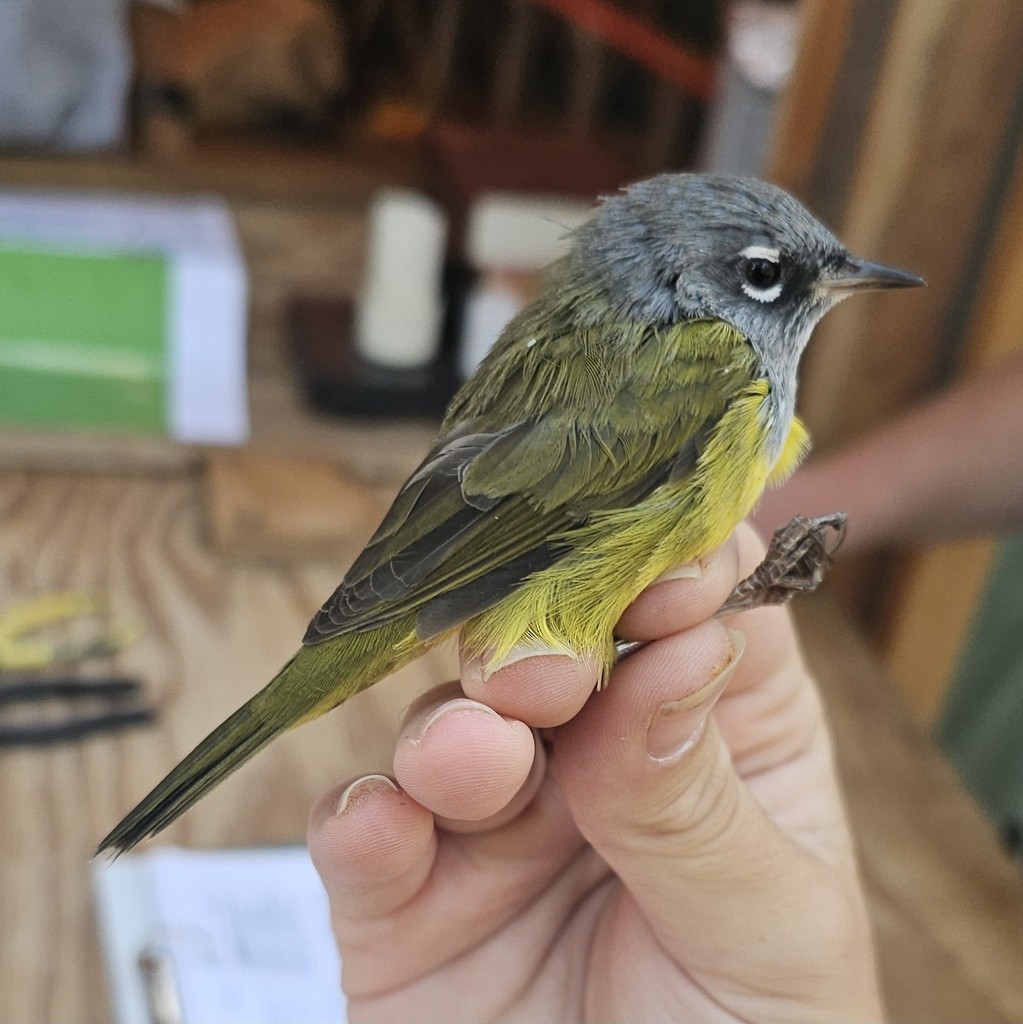 MacGillivray's Warbler - ML644446602