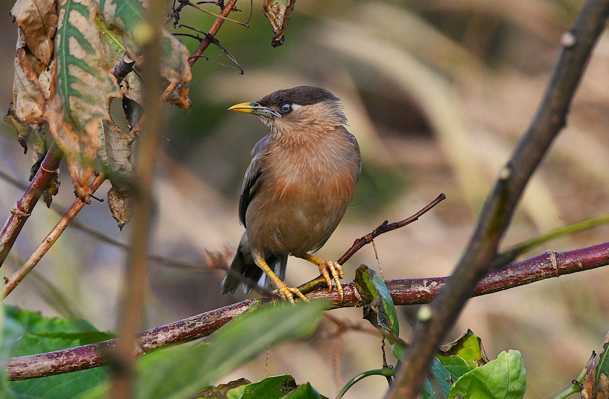 Brahminy Starling - ML644446607
