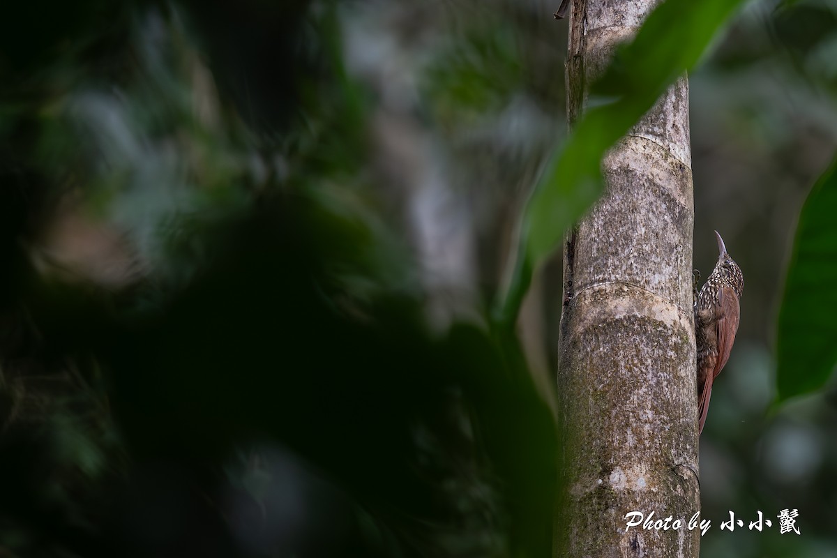 Cocoa Woodcreeper - ML644446608