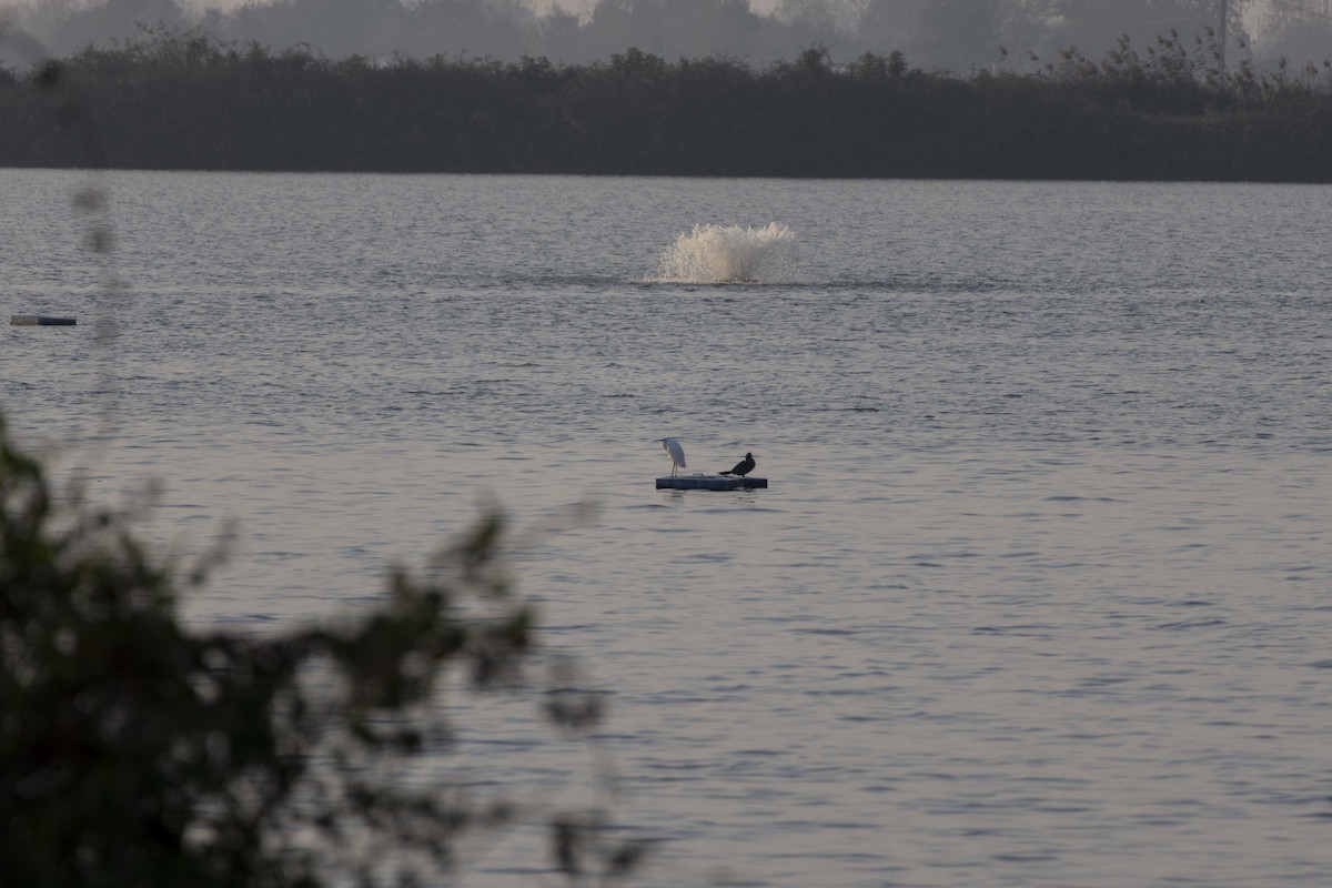 Pygmy Cormorant - ML644446620